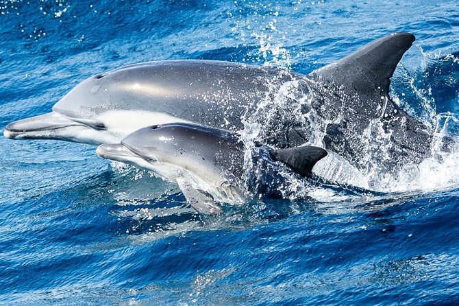 Newport Beach: Whale and Dolphin-Watching Cruise - Balboa Island and the first coastal views