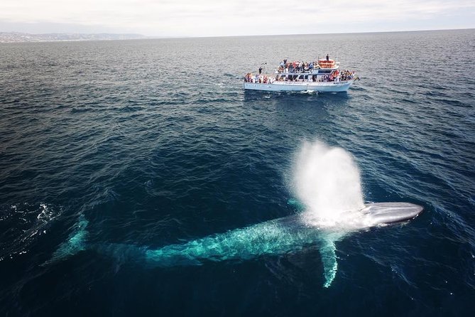 Newport Beach: Whale and Dolphin-Watching Cruise - Calm water, weather, and motion