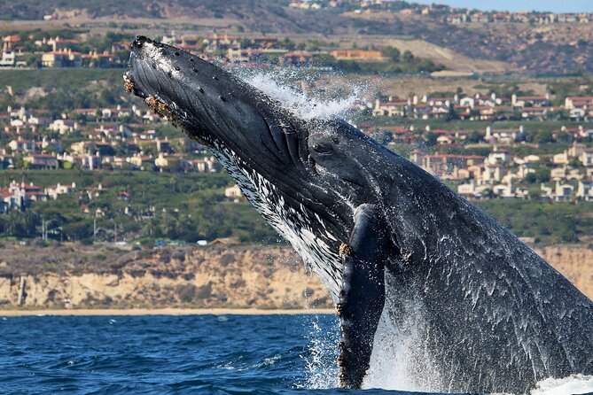 Newport Beach: Whale and Dolphin-Watching Cruise - How the crew affects the experience
