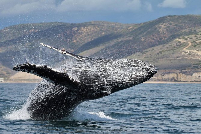 Newport Beach: Whale and Dolphin-Watching Cruise - Is $30 good value?