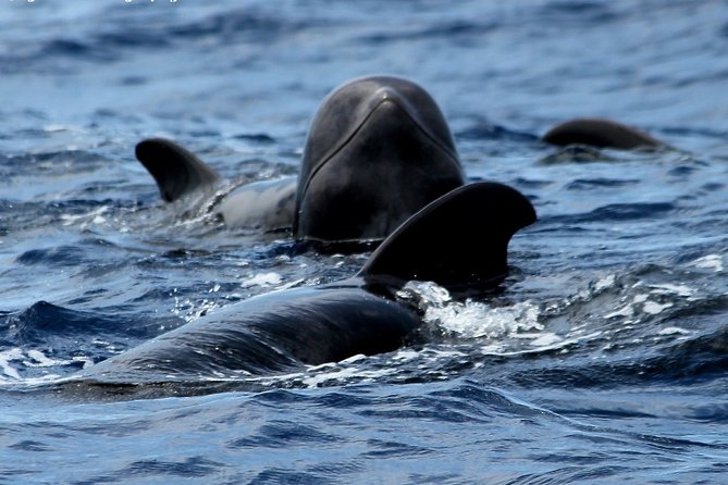 No chase Whale & Dolphin tour putting Marine Life first - we care - Sailing from Los Cristianos on the Bahriyeli