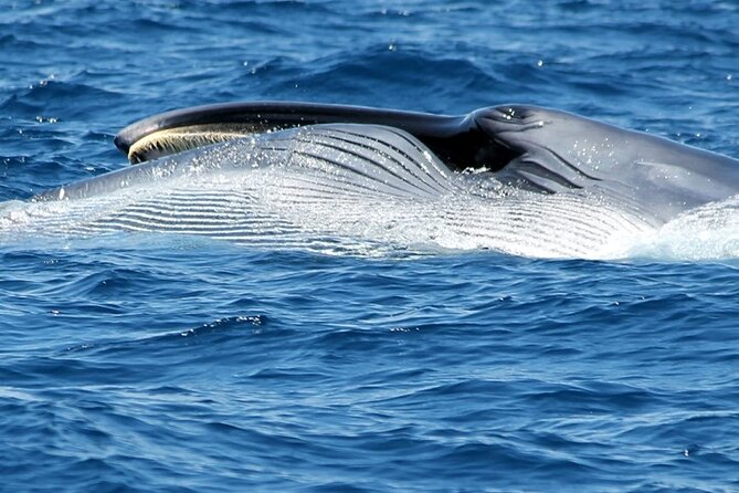 No chase Whale & Dolphin tour putting Marine Life first - we care - Why the no-chase policy matters