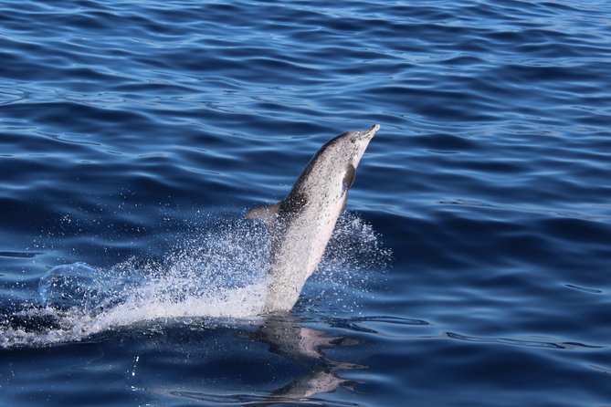 No chase Whale & Dolphin tour putting Marine Life first - we care - Two hours at sea: the right length for many people