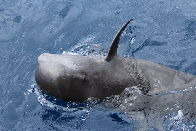 No chase Whale & Dolphin tour putting Marine Life first - we care - Comfort, seating, and what to bring