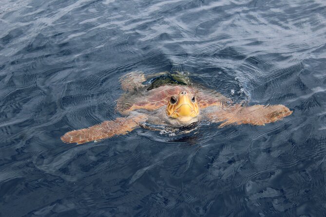 No chase Whale & Dolphin tour putting Marine Life first - we care - Is $30.23 good value for Tenerife whale watching?
