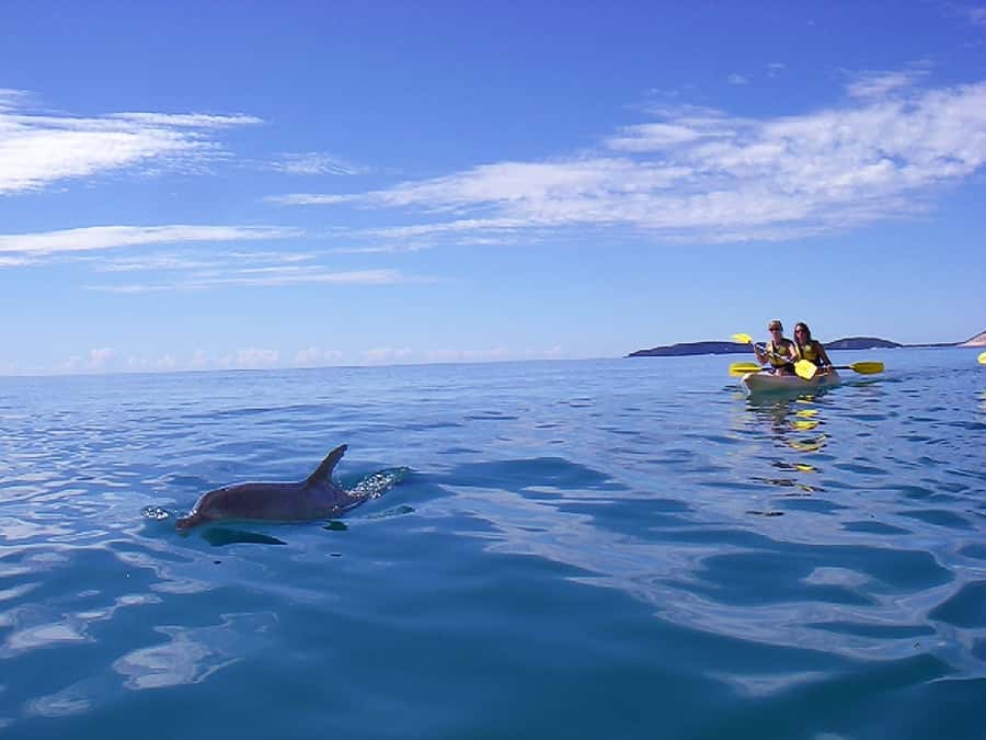 Noosa: Epic Ocean Kayak with Dolphins & 4WD Beach Adventure - Is $118 good value?