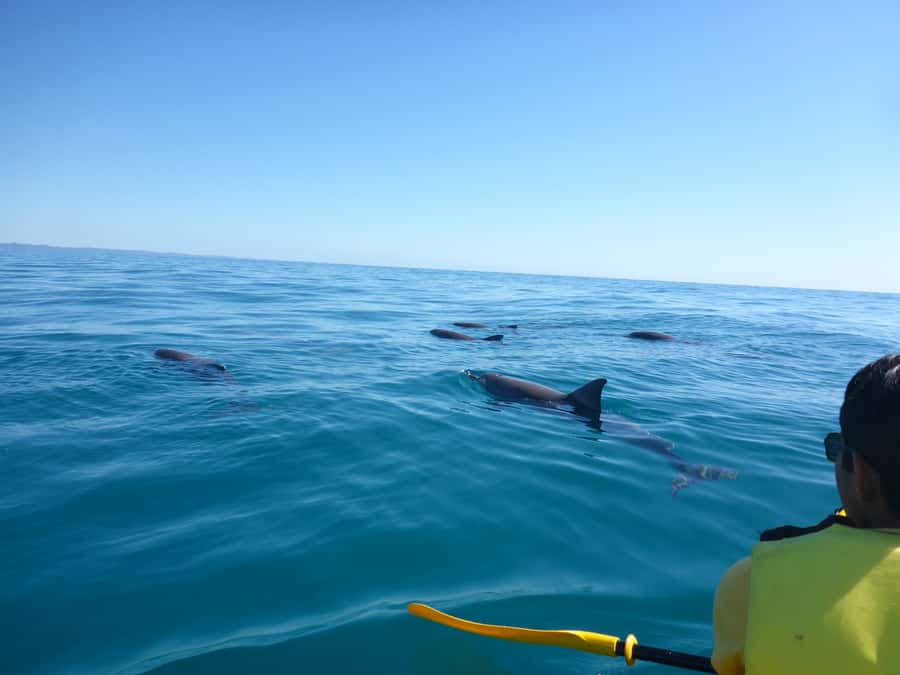 Noosa: Epic Ocean Kayak with Dolphins & 4WD Beach Adventure - Looking for dolphins, turtles, and whales