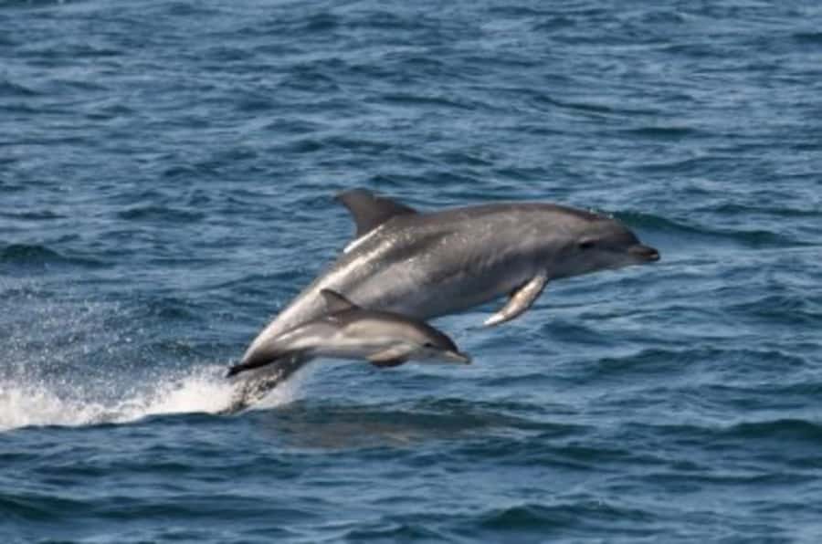 Noosa: National Park and Dolphin Watching Safari - From the Big Pelican to Noosa’s open coast