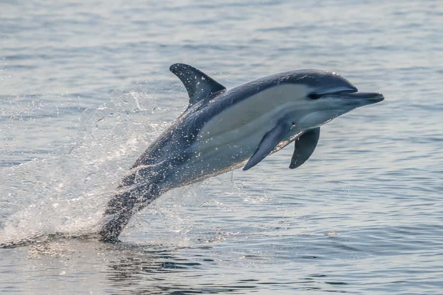 Noosa: Noosa Ocean Adventure with Dolphin Watching - Seeing Noosa National Park from the water
