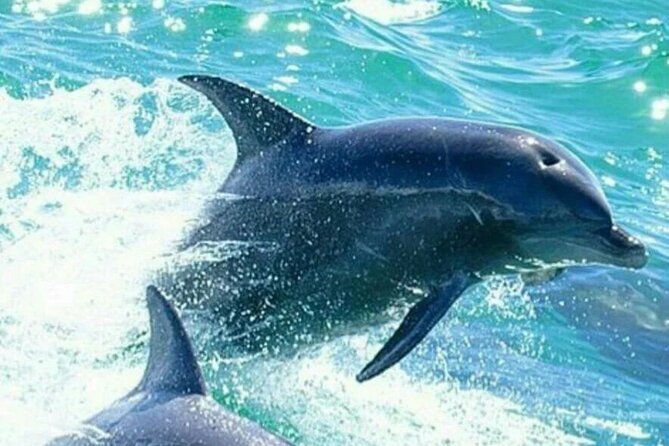Noosa ocean adventure & Dolphin safari. - What the small boat feels like in practice