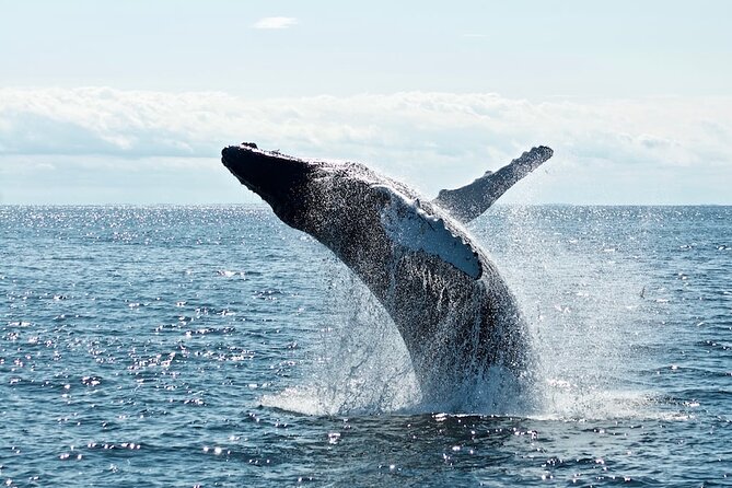 Noosa Ocean Adventures: Dolphins - The Noosa River section