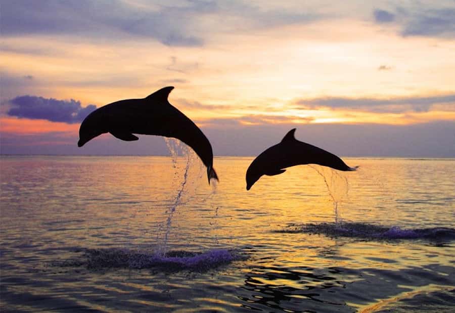 North Bali: Dolphin, Ulun Danu Temple, & Banyumala Waterfall - Before sunrise at Lovina Beach