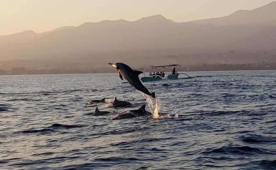 North Bali : Sunrise Dolphin Trip at Lovina Beach - Private car, shared boat, and the long road north