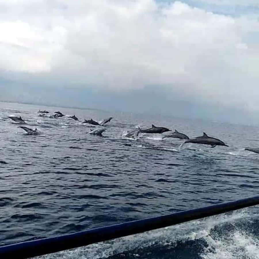 North Bali : Sunrise Dolphin Trip at Lovina Beach - What to bring and how to prepare