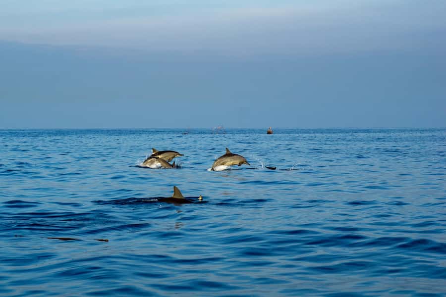 North Bali: Sunrise Tour with Dolphins, Waterfalls & Temples - Lovina Beach and the dolphin boat