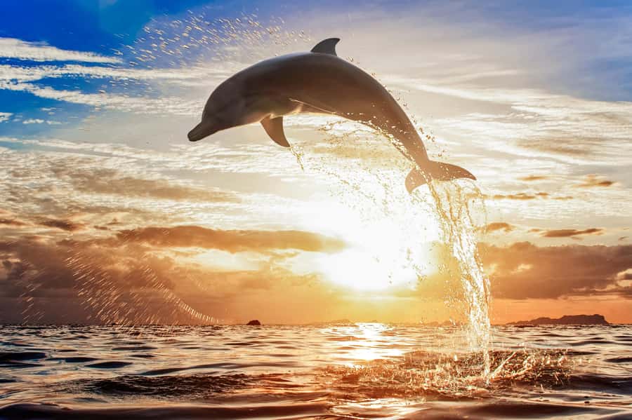 North Bali: Sunrise Tour with Dolphins, Waterfalls & Temples - Should you book it?
