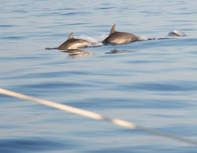North Coast Dolphins Sunrise Adventure Tour - The swim and snorkeling stop
