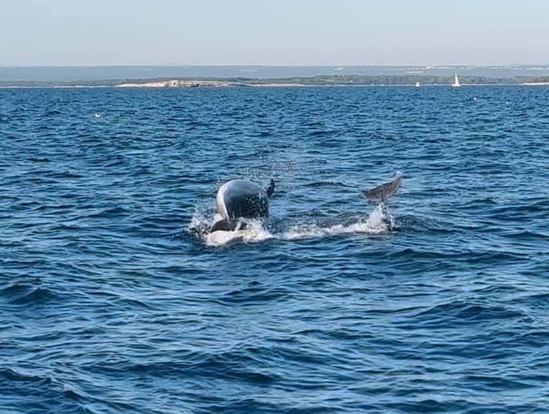 NP Brijuni Island Swimming & Dolphin Watching Sunset Cruise - FAQ