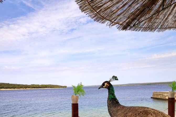 NP Brijuni Island Swimming & Dolphin Watching Sunset Cruise - Three hours at St. Jerolim Island