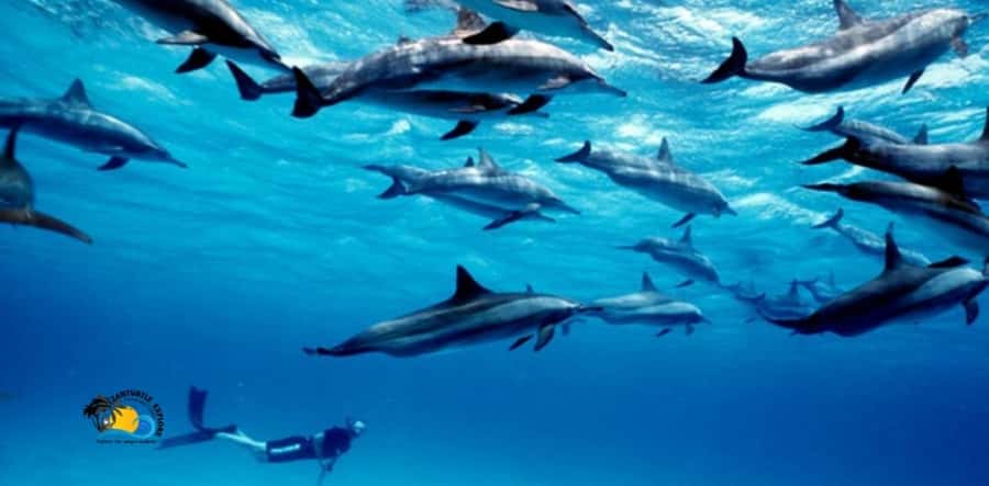 Nungwi: Mnemba Atoll Dolphins Tour with Snacks | Half-day - Waiting for the Mnemba sandbank to appear