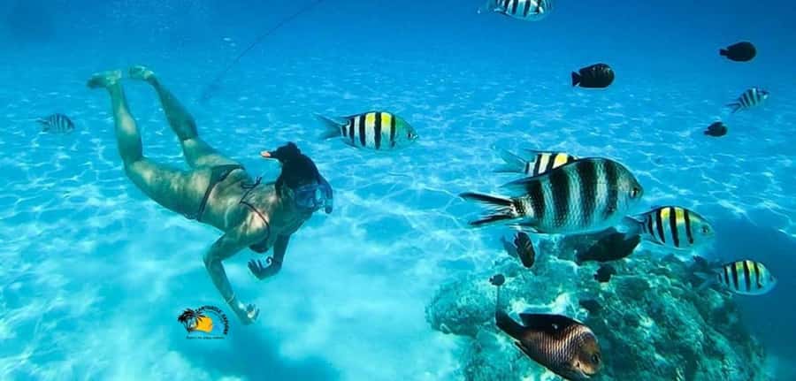 Nungwi: Mnemba Atoll Dolphins Tour with Snacks | Half-day - Should you book the Mnemba dolphin and snorkeling tour?