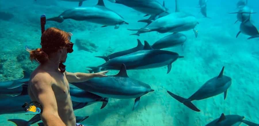 Nungwi: Mnemba Atoll Dolphins Tour with Snacks | Half-day - Snorkeling above Mnemba’s coral reefs