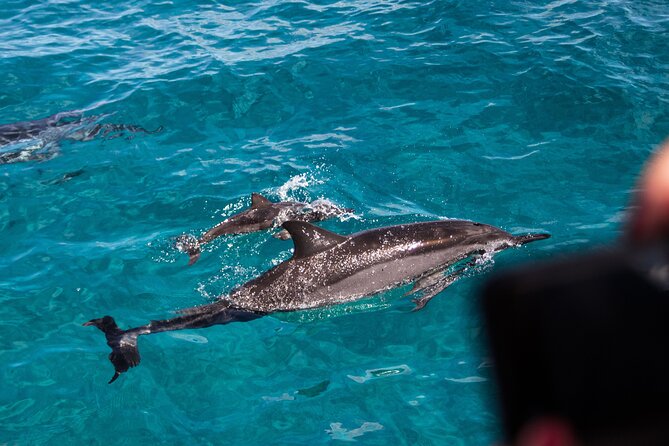 Oahu Dolphin and Snorkel Tour with Waikiki Pickup & Lunch - Watching spinner dolphins in the wild