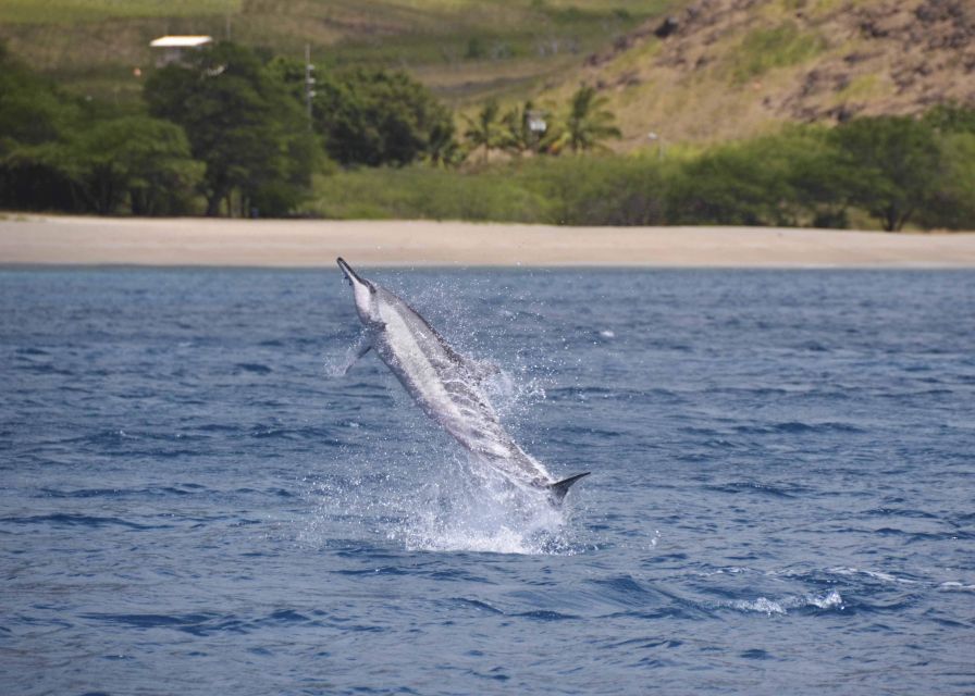 Oahu: Dolphin Swim and Turtle Snorkel Excursion in Waianae - Why Waianae is the right starting point