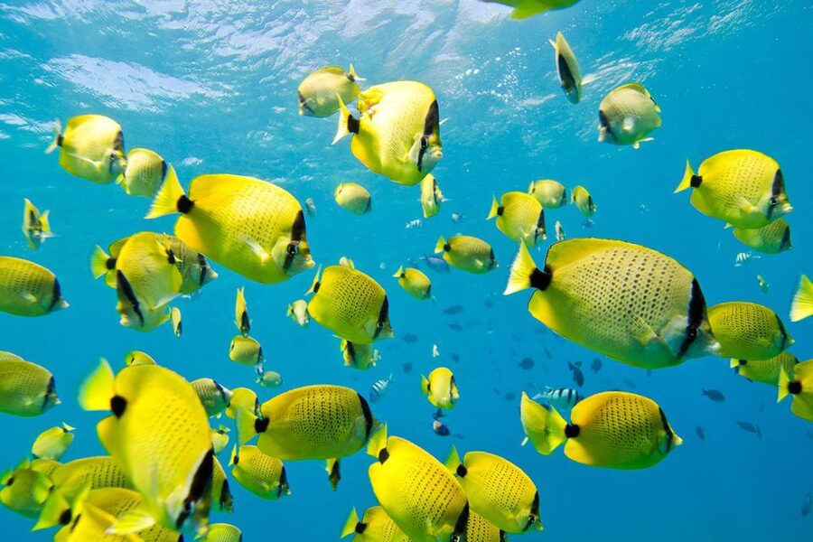 Oahu: Dolphin Swim and Turtle Snorkel Excursion in Waianae - Who should book this Waianae outing?