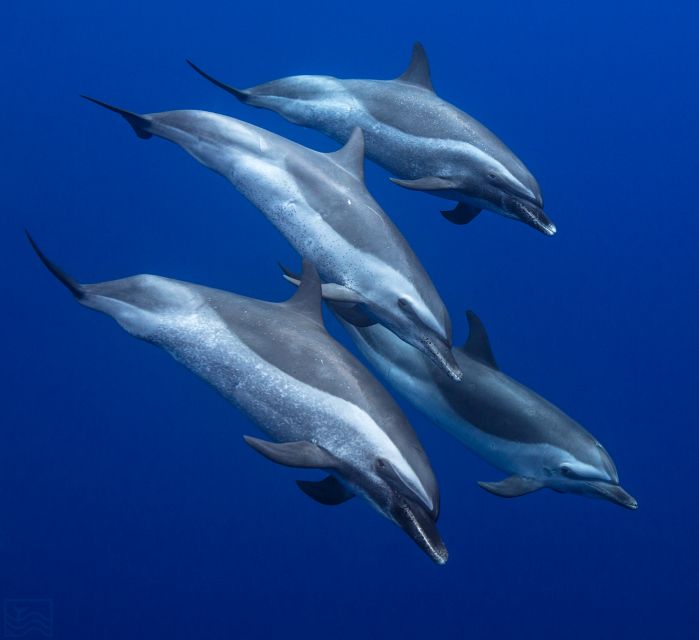 Oahu: Dolphin Swim and Turtle Snorkel Excursion in Waianae - The van ride from Waikiki takes time