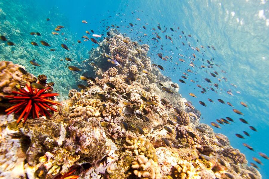 Oahu: Dolphin Swim and Turtle Snorkel Excursion in Waianae - Winter adds humpback whales