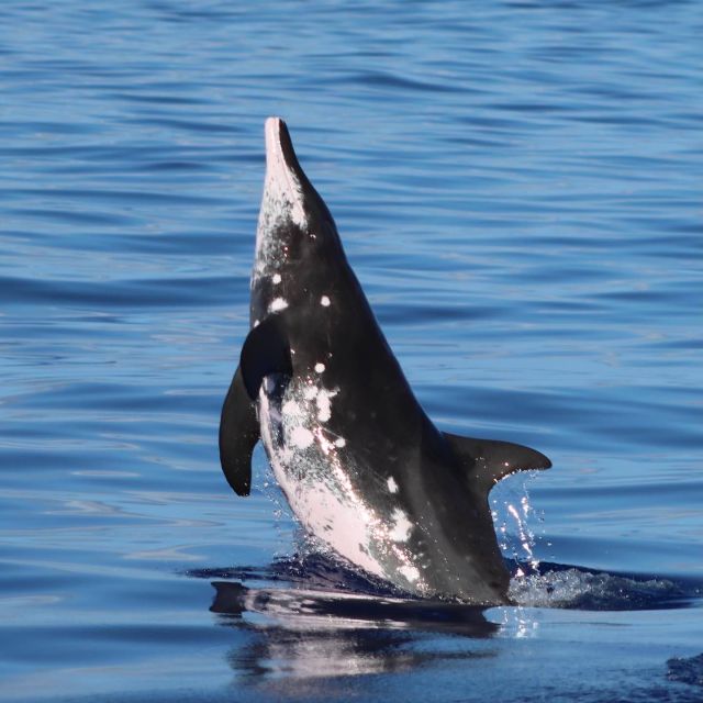 Oahu: Dolphin Swim and Turtle Snorkel Excursion in Waianae - Turtle snorkeling offers a calmer second act