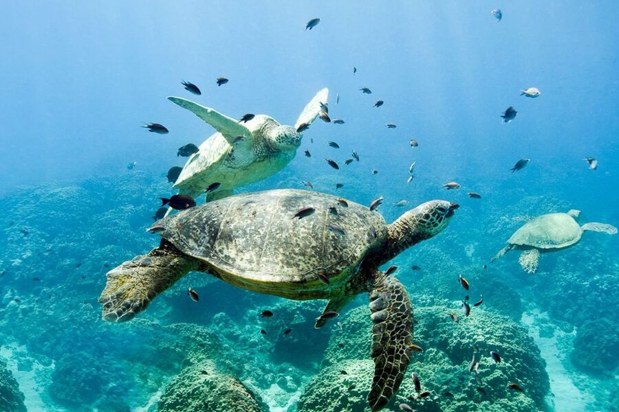 Oahu: Dolphin Swim and Turtle Snorkel Excursion in Waianae - Lunch, drinks, and useful gear