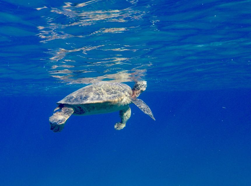 Oahu: Dolphin Swim and Turtle Snorkel Excursion in Waianae - What makes the crew important