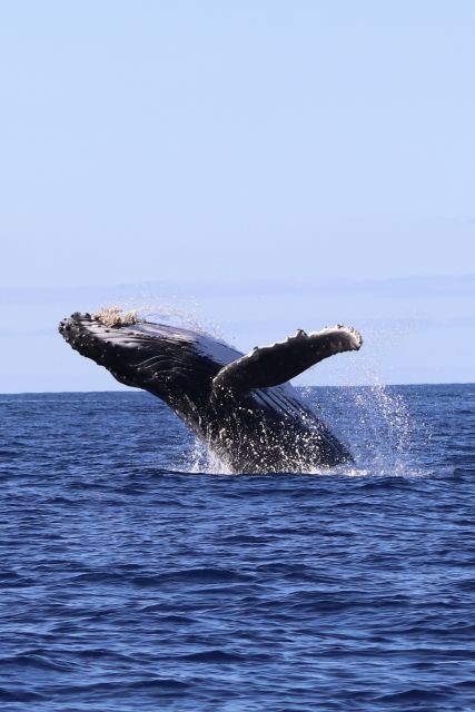 Oahu: Dolphin Swim and Turtle Snorkel Excursion in Waianae - A clear safety briefing comes before the water