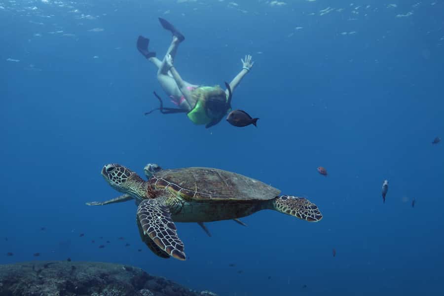 Oahu: Dolphin Watching & Turtle Snorkeling with Waterslide - Snorkeling for honu, fish, and sting rays