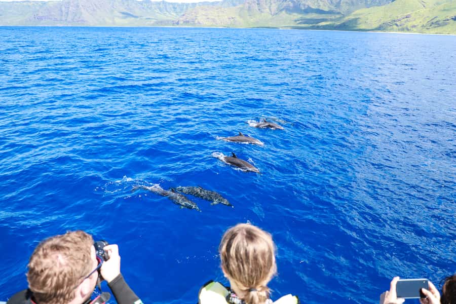 Oahu: Dolphin Watching & Turtle Snorkeling with Waterslide - Lunch, hula, and a little Hawaiian culture