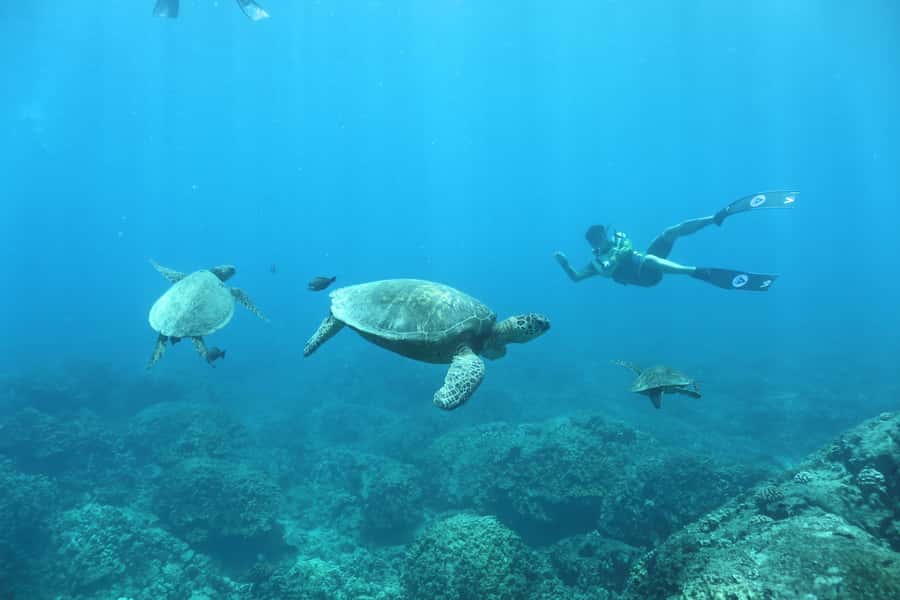 Oahu: Dolphin Watching & Turtle Snorkeling with Waterslide - Who will enjoy this cruise most
