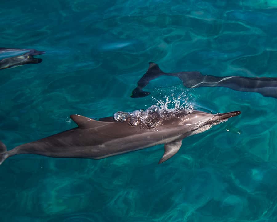 Oahu: Dolphin Watching & Turtle Snorkeling with Waterslide - Watching spinner dolphins without a captive show
