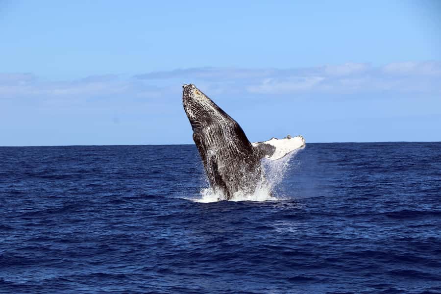 Oahu: Snorkeling & Dolphin Watch Cruise w/ Luau Style Buffet - Waikiki pickup and the long ride to the marina