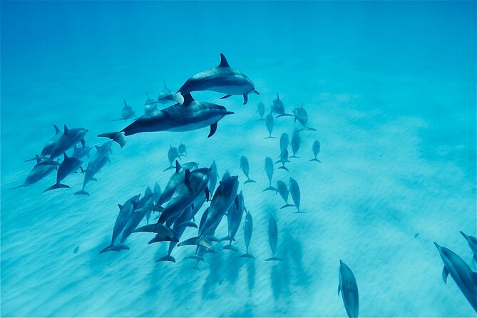 Oahu: Swim with Dolphins on the West Coast - Key points to know before you book