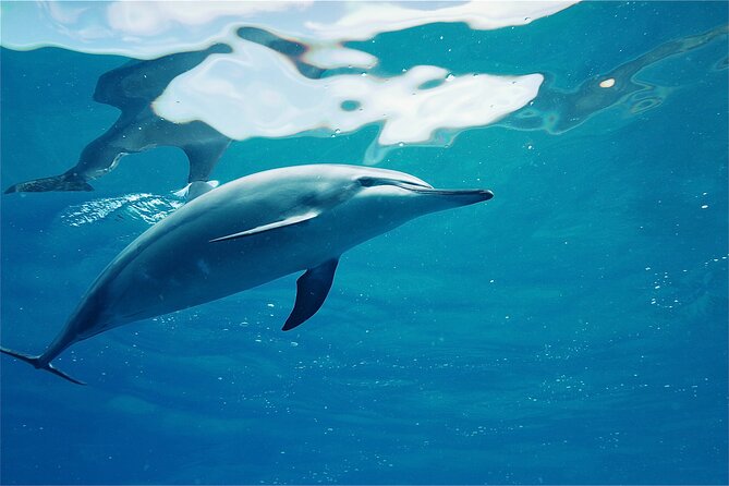 Oahu: Swim with Dolphins on the West Coast - Searching for dolphins along Oahu’s west coast