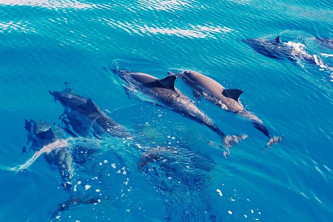 Oahu: Swim with Dolphins on the West Coast - Spinner dolphins and the 50-yard rule