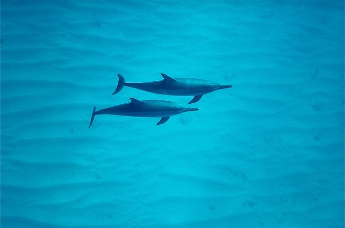 Oahu: Swim with Dolphins on the West Coast - Reef snorkeling with turtles and octopuses