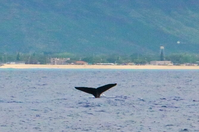 Oahu: Swim with Dolphins on the West Coast - What the crew adds to the experience