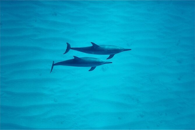 Oahu: Swim with Dolphins on the West Coast - Lunch, boat comfort, and the daily rhythm