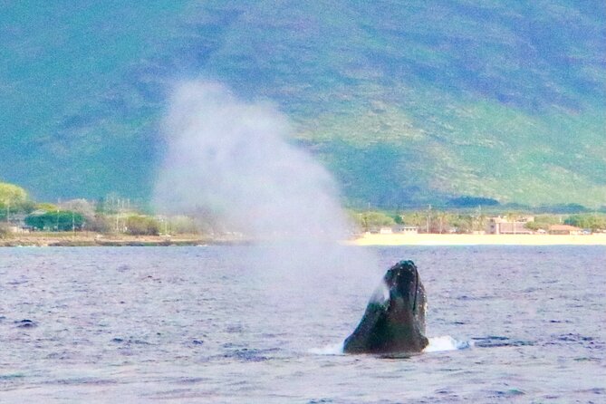 Oahu: Swim with Dolphins on the West Coast - Pickup from Waikiki and the early start