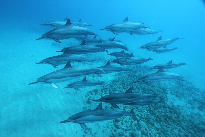 Oahu: Swim with Dolphins on the West Coast - Is the price fair at $187.43?