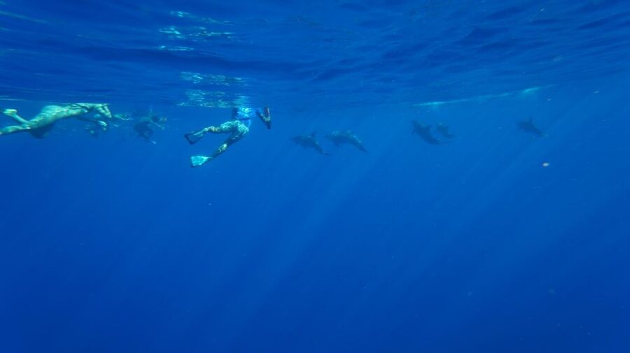 Oahu: Wild Dolphins Swim Turtle Snorkel Tour & Waterslide - Key points to know before you book
