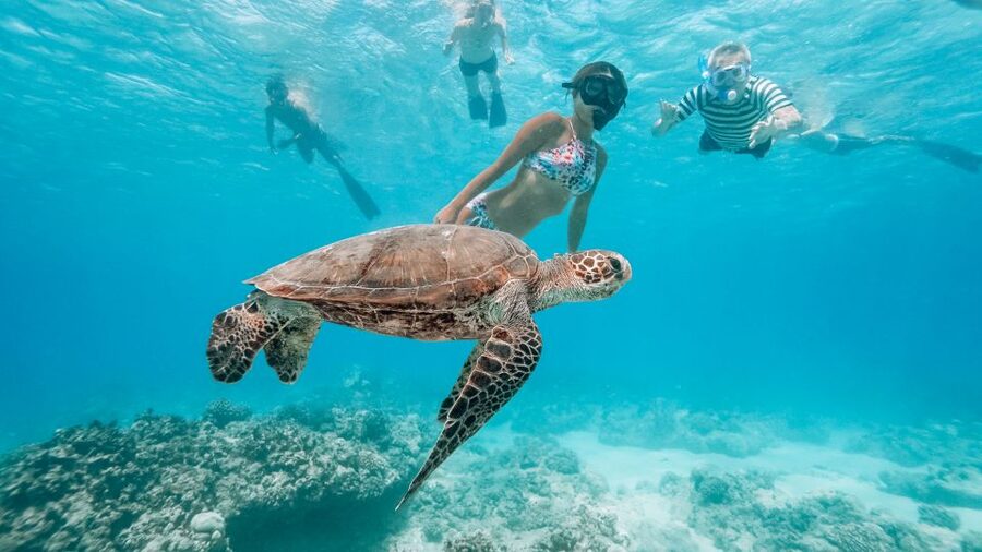 Oahu: Wild Dolphins Swim Turtle Snorkel Tour & Waterslide - Should you book the Iruka Hawaii Dolphin tour?